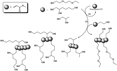 Cascade reaction comprising (1) an enzymatic transacylation and (2) a radical polymerization.