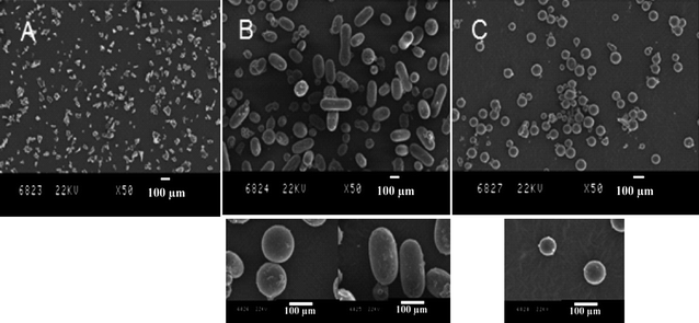 SEM characterizations of PMMA particles obtained by dispersion NMP in scCO2 at 70 °C in the presence of 5 wt% of PDFA-SG1 surfactant. A: PMMA, Mn = 18500 g mol−1, PDI = 1.29, Table 1, entry 5; B: PMMA, Mn = 57000 g mol−1, PDI = 1.26, Table 1, entry 6; C: PMMA, Mn = 94000 g mol−1, PDI = 1.31, Table 1, entry 7.