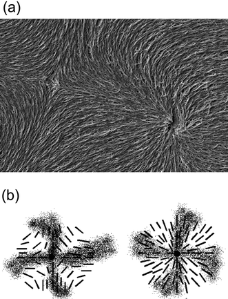 Defect imaging of a pair of s = +1 (right) and s = −1 (left part of the image) nematic Schlieren defects. (a) SEM image of the polymer network following the liquid crystal director configuration in which it was formed. (b) Schematic illustration of the director field suggested by polarizing microscopic investigations.