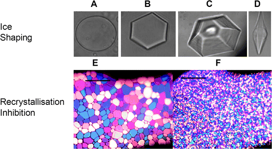 Observation of thermal hysteresis and recrystallisation inhibition activity using optical assays. (A)–(D) show single crystals of ice prepared on a freezing stage of a microscope. (A) Absence of substances which interact with ice; (B) dilute solution of AFP; (C) visualisation of ridges caused by “step-pinning” in the presence of AFP solution; (D) hexagonal bipyramid formed at high concentrations of AFP. (E) and (F) show recrystallisation inhibition assays. Phosphate buffered saline solution prepared using “splat” assay after 30 minutes: (E) no additives; (F) with 5 mg mL−1 poly(vinyl alcohol)2625. Images (A), (B), (C) and (D) are reprinted from TRENDS in Plant Science, Copyright (2004), with permission from Elsevier.21 Images (E) and (F) are reprinted with permission from reference 50 Copyright (2009) American Chemical Society.