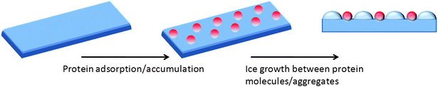 Simplified step pinning model for the mode of action of AFGPs on ice surface. Red spheres represent AFGP. Dark blue is ice wafer, and light blue the curved surface generated between adsorbed AFGP.