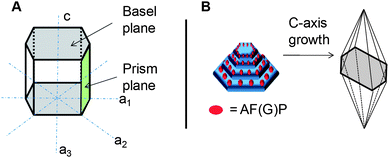 (A) Crystal structure of hexagonal ice including important crystallographic planes; (B) Formation of hexagonal bipyramidal crystals by inhibition of growth on prism faces due to absorption of AF(G)Ps.