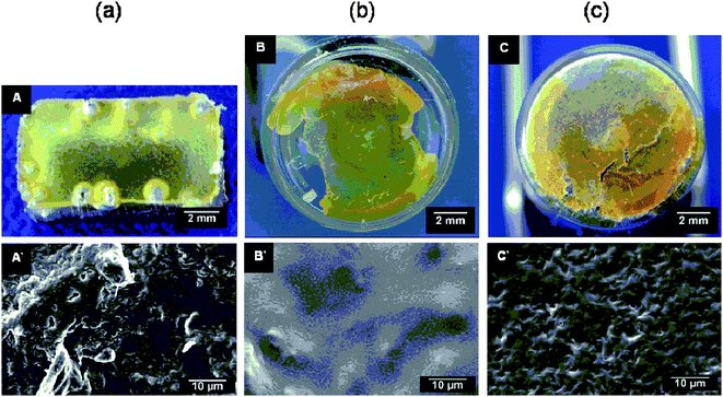 Surface morphology of RCL-A 3a after (a) 0, (b) 7, (c) 77 days accelerated in vitro degradation investigated by macro photography (A, B, C) and SEM (A′, B′, C′).