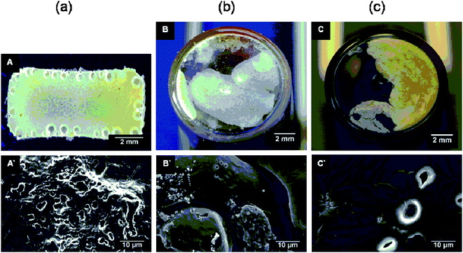 Surface morphology of RCL-A 3b after (a) 0, (b) 7, (c) 77 days accelerated in vitro degradation investigated by macro photography (A, B, C) and SEM (A′, B′, C′).
