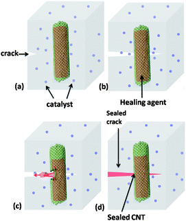 The self-healing concept based on carbon nanotube reservoirs. (a) Material is damaged at the site of impact. (b) Healing agent is released into the matrix. (c) An in situ polymerisation occurs where the crack was formed. (d) Fully restored crack, with full mechanical properties restored. Reproduced with permission from ref. 39.