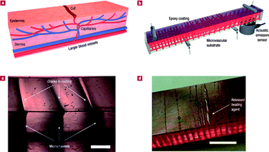 (a) Schematic diagram of a capillary network in the dermis layer of skin with a cut in the epidermis layer. (b) Schematic diagram of the self-healing structure composed of a microvascular substrate and a brittle epoxy coating containing embedded catalyst in a four-point bending configuration monitored with an acoustic-emission sensor. (c) High-magnification cross-sectional image of the coating showing that cracks, which initiate at the surface, propagate towards the microchannel openings at the interface (scale bar = 0.5 mm). (d) Optical image of self-healing structure after cracks are formed in the coating (with 2.5 wt% catalyst), revealing the presence of excess healing fluid on the coating surface (scale bar = 5 mm). Reproduced with permission from ref. 42.
