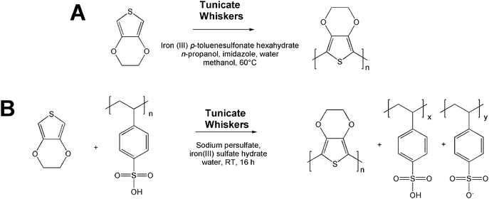 Synthesis of PEDOT-coated cellulose whiskers via the oxidative polymerization of EDOT with p-toluenesulfonate (A) and poly(styrenesulfonate) (B) as the dopant, in the presence of cellulose whiskers isolated from tunicates.