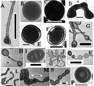 TEM images of the multiple morphologies were prepared by RAFT polymerization induced self-assembly and re-organization at 80 °C for 24 h, A–D: with the feed molar ratio of P4VP-TC/St/AIBN= 10 : 200000 : 1 in methanol (P4VP-TC: 5 mg; methanol: A, D, 1 g; B, 0.8 g; C, 0.5 g); E–H: with feed molar ratio of P4VP-TC/St/AIBN = 10 : 100000–200000 : 1 in methanol (P4VP: 10 mg; methanol: H, 1 g; E, 0.8 g; F and G, 0.5 g); I–P: P4VP-TC/St/AIBN = 10 : 50000–150000 : 1 in methanol (P4VP-TC: 20 mg; methanol: I and L, 0.5 g; P, 0.8 g; J, K, M and N, 1 g). The scale bar is 1000 nm, except for B, H, J, L, N and P where it is 200 nm.