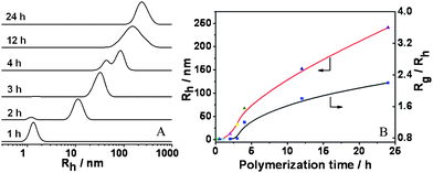 A: The DLS results of the reaction solutions obtained at different polymerization times. B: The relationship of hydrodynamic radius (Rh) and the ratio of gyration radius to hydrodynamic radius (Rg/Rh) with the polymerization times at a feed molar ratio of P4VP/St/AIBN= 10 : 50000 : 1 in methanol (St: 1.04 g; methanol: 0.7 g) at 80 °C.