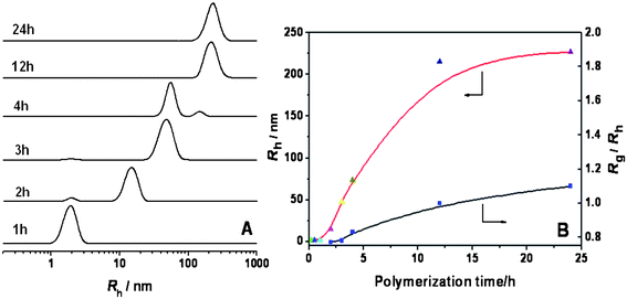 A: The DLS results of the polymerization system obtained at different times. B: The relationship between the hydrodynamic radius (Rh) and polymerization time, and the ratio of gyration radius to hydrodynamic radius (Rg/Rh) and polymerization time for RAFT polymerization with a feed molar ratio of P4VP/St/AIBN = 10 : 100000 : 1 (St: 2.08 g; methanol: 1.1 g) at 80 °C for different polymerization times.