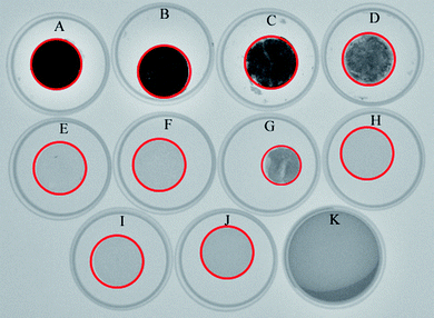 Medical X-ray photograph of selected common polymers thermoformed into 4.80 mm thick pellets for comparison to radio opaque polyphosphazenes. The position of each pellet is outlined for clarity. (A) Poly[bis(4-iodophenoxy)phosphazene] (5), (B) poly[(ethyl phenylalanato)(ethyl 4-iodophenylalanato)phosphazene] (14), (C) poly[bis(ethyl 4-iodophenylalanato)phosphazene] (15), (D) poly[(ethyl phenylalanato)1.5(ethyl 3,5-diiodotyrocinato)0.5phosphazene] (10), (E) polyethylene, (F) poly(methyl methacrylate), (G) polyvinyl chloride, (H) polystyrene, (I) poly(ethylene oxide), (J) poly(lactic-co-glycolic acid) (50/50), and (K) polydimethylsiloxane.
