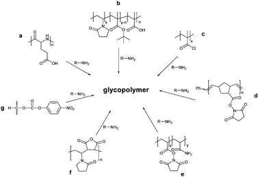 Synthesis of glycopolymers via amide linkages.