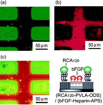 Fluorescence images of (RCA120-PVLA-ODS)/(bFGF-heparin-APS) substrate: viewed with (a) a green filter and (b) a red filter and (c) their overlay.64 Reproduced with permission from ACS, 2007.