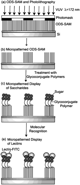 A schematic illustration of a micropatterned display: (a) photolithography on ODS-SAM, (b) micropatterned ODS-SAM, (c) micropatterned display of carbohydrate, and (d) micropatterned display of lectin.63 Reproduced with permission from American Chemical Society (ACS), copyright 2004.