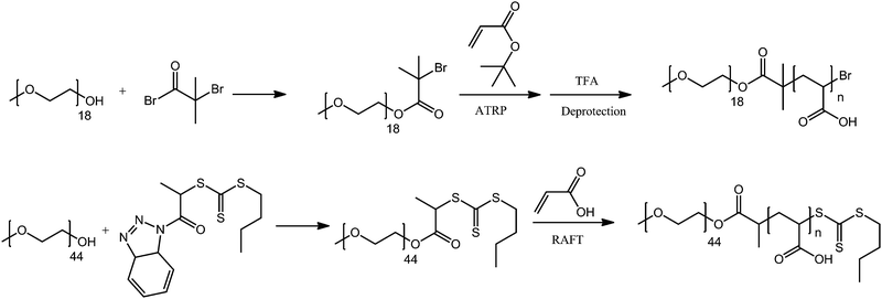 A schematic representation of the ATRP macroinitiator approach (top) and the RAFT macro chain transfer agent approach (bottom) towards P(EG-b-AA) block copolymers.