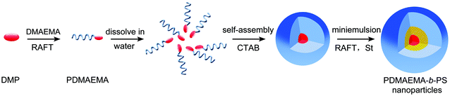 A schematic representation of the fabrication of the shell cross-linked (SCL) nanoparticles via miniemulsion RAFT polymerization.