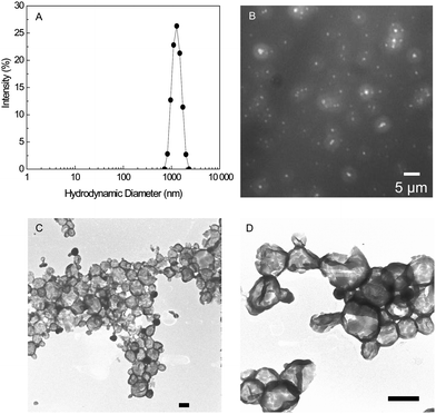 (A) DLS intensity distribution for PBLG50-K polymersomes prepared with the standard conditions. (B) Fluorescence microscope image of PBLG50-K polymersomes with encapsulated Rhodamine B. (C and D) Electron microscopy images of PTA stained PBLG50-K polymersomes. Scale bars = 500 nm. Conditions: 2 mL THF, 0.02 µmol PBLG50-K, 3 mL PBS, vortexing 1 min at 200 rpm and THF evaporated for 2 min at 20 °C.