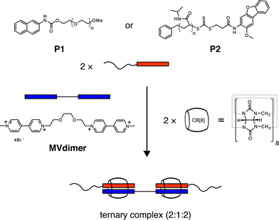 The synthetic building blocks used in this self-assembly study, P1 (Mn = 1100–8000 g mol−1), P2 (Mn = 19,000 g mol−1), MVdimer, and CB[8].