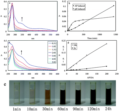 (a) UV-vis spectra of DA during the AP-mediated oxidation reaction. (b) Absorption intensity at 350 nm of DA by both oxidant-induced and pH-induced. (c) UV-vis spectra of DA after 24 h running time by mixed with different amount of AP. (d) Absorption intensity at 350 nm of DA after 2 h and 24 h running time when mixed with different amounts of AP. (e) Colour change of DA with the running time.