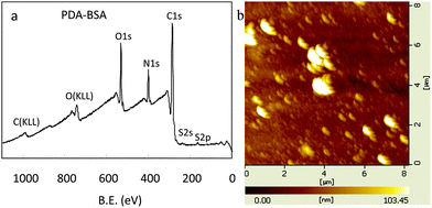 (a) XPS spectra of PDA-coated nylon after BSA immobilization. (b) AFM images of PDA-coated glass after BSA immobilization.