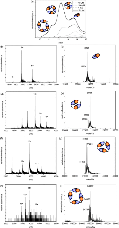 
            (a) Q-TOF analysis chromatograms of the 10 mM, 1 mM, 100 μM and 10μM AB2 SEC runs, with schematic representations of ring sizes at different peaks; (b)m/z and (c) deconvoluted spectra of the monomer (MWcalc = 13740 Da, MWcalc - ser = 13653 Da); (d)m/z and (e) deconvoluted spectra of the dimer (MWcalc = 27480 Da, MWcalc - ser = 27393 Da, MWcalc – 2 ser = 27306 Da); (f)m/z and (g) deconvoluted spectra of the trimer (MWcalc = 41220 Da, MWcalc – ser = 41133 Da, MWcalc – 2 ser = 41046 Da); (h)m/z and (i) deconvoluted spectra of the tetramer (MWcalc = 54960 Da, MWcalc – ser = 54873 Da, MWcalc – 2 ser = 54786 Da).