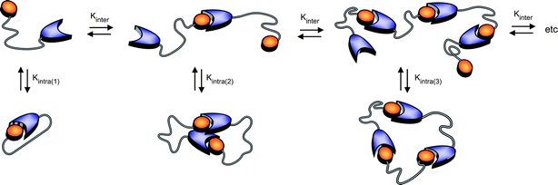 Schematic representation of the ring–chain supramolecular polymerization of RNase S building blocks in which Kinter (M−1) represents the intermolecular binding constant for bimolecular association and Kintra(i) represents the dimensionless intramolecular equilibrium constant for i-th ring closure.