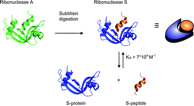 The formation of ribonuclease S upon cleavage of ribonuclease A by the protease subtilisin. Ribonuclease S can be separated into the S-peptide and S-protein that form a tightly bound supramolecular complex.