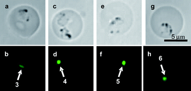 Accumulation of fused rhodacyanines 3 (a, b), 4 (c, d), 5 (e, f) and 6 (g, h). Their final concentrations were 5.0 × 10−6 M (3, 4), 1.0 × 10−6 M (5) and 5.0 × 10−8 M (6). Bright-field images (a, c, e, g) and fluorescent images through an FITC filter (b, d, f, h).