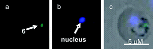 Fluorescent microscopic images of the intracellular distribution of 6 and DAPI in P. berghei-infected erythrocytes, (a) through an FITC filter; 6 (green spot); (b) though a DAPI filter, parasitic nucleus stained by DAPI; (c) superimposed.