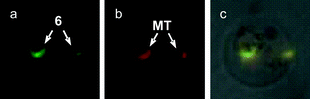 Fluorescent microscopic images of the intracellular distribution of 6 and CMXRos® in P. berghei-infected erythrocytes, (a) through an FITC filter; 6 (green spots); (b) through a Y7 filter, mitochondria (MT) stained by CMXRos® (red spots); (c) superimposed.