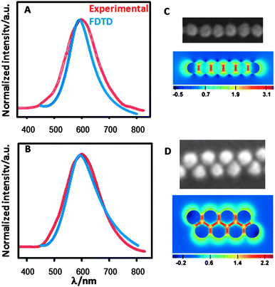 (A,B) Normalized experimental and calculated localized surface plasmon resonance bands for single-line (A) and double-line (B) stamped films. (C,D) Electric field intensity enhancement contours at a logarithmic scale for a single-line (C) Au nanoparticle array (excitation polarization along the x axis; mesh size 1 nm) and double-line (D) Au nanoparticle array (the profile was averaged over excitation polarizations at 0, 90, −58, and 58 degrees referred to the x axis; mesh size is 1.5 nm; contours are plotted in the xy plane).