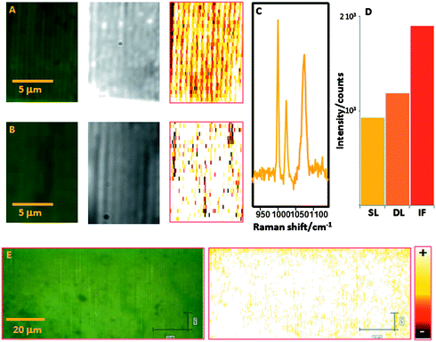 (A,B) Optical, dark field and SERS images (λex: 633 nm; normalized intensity at 1072 cm−1; 8.5 × 12.5 μm2, step size 200 and 500 nm for x and y, respectively, with a total of 1062 spectra) for single-line (A) and double-line (B) nanoparticle arrays. (C) Representative SERS spectrum of benzenethiol. (D) Comparison of intensities between single-line (SL) and double-line (DL) nanoparticle arrays and a physically evaporated (IF) 9 nm gold island film; see electronic supplementary information for details.† (E) SERS mapping over a large area of particles arranged in single lines (λex: 633 nm; normalized intensity at 1072 cm−1; 105 × 45 μm2, step size 200 and 500 nm for x and y, respectively, with a total of 47 250 spectra). Scale bar is the same for all the SERS maps.