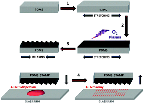 Preparation of the wrinkled PDMS stamp (1–3) and formation of gold nanoparticle arrays (4). Wrinkling process: A PDMS substrate is uniaxially stretched (1), and then treated with oxygen plasma to cross-link the top layer into a harder, thin SiOx film (2). The substrate is then relaxed to its original size forming wrinkles on the surface due to the hardness of the silica layer (3). Confining: A gold nanoparticle solution, drop-cast onto a glass slide, is confined with a wrinkled PDMS stamp (4). After solvent evaporation, the stamp is removed yielding a parallel arrangement of gold nanoparticles ordered in linear arrays.