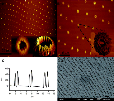 AFM images of films prepared by evaporation of a toluene solution containing 1 on mica (A, B). The inset in B is a phase contrast AFM image of an individual aggregate. The insets in A show a representative aggregate imaged at a smaller scan size (1.8 × 1.8 μm). A representative height profile is shown in C. SEM image of a film prepared on gold (D, S1). The size of the scale bars in A, B and D are 20, 5 and 10 μm, respectively.