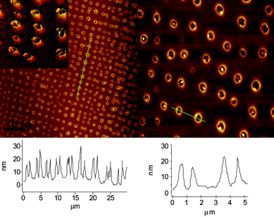 AFM topography images of films of 1 prepared by evaporation from chloroform on mica reveal a toroidal morphology.