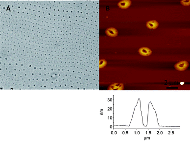 OM (A) and AFM topography (B) images of films of 1 prepared by evaporation from THF on mica reveal a toroidal morphology.