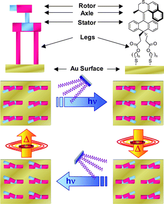 Self-assembly of light-driven molecular motors on a solid surface provides a monolayer of nanoscale motors. The four stages of the 360° rotary cycle can be addressed with light and heat.We note that, while all the motor molecules rotate in one direction, the number of rotations performed by each may vary.