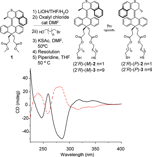 Modification of parent motor 1 with thiol-terminated linkers provides a precursor for the self-assembly of a monolayer of motors on a gold surface. The CD spectrum of (2R)-(M)-2 (black) in dodecane is shown. Irradiation produces the enantiomer (2′R)-(P)-2, which gives a CD spectrum (red) that is a pseudo-mirror image of the original due to incomplete conversion at the PSS.