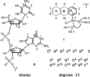 Structures and NMR numbering schemes for [(η6-tha)Ru(en)Cl]+ (1) and for the 5′-d(CpGp) fragment of the hexamer d(CGGCCG); single-strand (ss) I and duplex II.