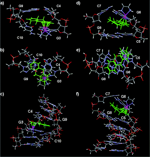 Molecular models of duplex II ruthenated at N7 of G3 or N7 of G6 with {(η6-tha)Ru(en)}2+. (a)–(c) II-Ru-G3 showing the intercalation of the tetrahydroanthracene ligand between G3/C10:C4/G9. (d)–(f) II-Ru-G6 in which the non-arene rings are intercalated between G6/C7:C5/G8. In each case side and top views of the intercalation site are shown as well as the whole duplex (bottom). Colour code: tha green, Ru purple, P yellow, O red.