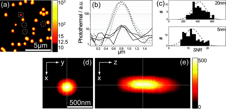 (a) Photothermal microscopy image of a sample with gold nanoparticles of 20 nm and 5 nm diameter immobilized on a glass slide in glycerol. The photothermal signal is color-coded on a logarithmic scale. Circles mark the positions of 5 nm NPs. The NP in the square box may be an aggregate. Pheat = 0.26 mW, Pprobe = 20 mW, Δt = 1 ms, ΔTsurf ∼ 28 K. (b) Several cross-sections of 20 nm (dashed lines) and 5 nm (solid lines) NPs along the slow scan axis (horizontal in the image) present relative signals for particles of different sizes. (c) Histograms of the photothermal SNRs for gold NPs of 20 nm (top, 73 NP) and 5 nm (bottom, 119 NP). The population of 5 nm particles has SNR = 12 ± 4, while the population of 20 nm particles has SNR = 421 ± 92. Experimental data are presented in histograms. (d) Photothermal image of a single 20 nm gold colloid. (e) Photothermal image of a single 20 nm gold NP taken along the vertical z-axis, perpendicular to the glass surface. Gaussian fits of the shape of the signal along the z-, y- and x-axes give FWHM values of 730 nm, 250 nm, and 220 nm, respectively. Vertical dashed lines indicate the position of the glass–glycerol interface (glass on the right-hand side).