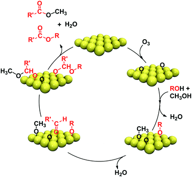 Catalytic cycle for the cross-coupling reactions of primary alcohols with methanol on gold single crystal surfaces. R′ is the alkyl fragment that remains bound to the formyl after β-H elimination from the RO group.