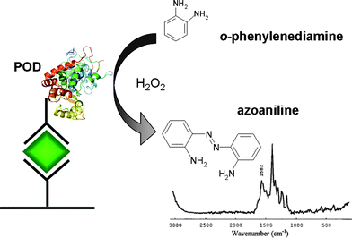 SERS enzyme immunoassay system with a SERS spectrum of the resulting enzymatically produced dye. (Adapted with permission from ref. 23. Copyright 1997, American Chemical Society).