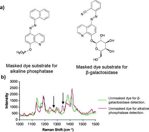 (a) Structures of the masked dye substrates for the detection of alkaline phosphatase and β-galactosidase; (b) superimposed SERRS spectra for unmasked dyes; peaks used for discrimination, at 1267 cm−1 and 1340 cm−1, are highlighted. (Adapted from ref. 61. Copyright 2009, with permission from Elsevier).