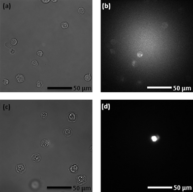 (a) Jurkat cells on a cover slip after harvesting from a cell culture, and (b) auto-fluorescence of cells when excited with 488 nm radiation. Note that the high intensity at the centre of the image is due to the excitation laser scattering. (c) Bright field image of Jurkat cells in DEX after incubation in the Ab-NIPAM conjugate and (d) fluorescence from harvested cells when excited with 488 nm radiation. Note that images (c) and (d) do not correlate directly. All cells labelled with Ab-NIPAM conjugates fluoresce.