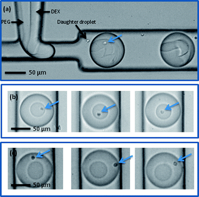 Cells with Ab-NIPAM conjugate in DEX at a microfluidic T-junction (a) and in a DEX droplet prior to mixing (b). Note that although small daughter droplets are formed, they do not merge with the larger ATPS droplets. After mixing, cells partition to the outer PEG phase (c). (Cells are indicated by arrows).