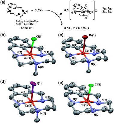 (a) Synthesis of [aryl–CuIII-X]X complexes. Their X-ray structures are depicted in (b) 1Cl, (c) 1Br, (d) 1I and (e) 2Cl. The ellipsoid representation is at 50% probability. The hydrogen atoms and respective second halide counteranion are omitted for clarity. Selected bond lengths [Å] for 1Cl: Cu(1)–C(1) 1.908(3), Cu(1)–Cl(1) 2.455(2), Cu(1)–N(1) 1.972(3), Cu(1)–N(2) 2.037(3), Cu(1)–N(3) 1.971(3); for 1Br: Cu(1)–C(1) 1.914(3), Cu(1)–Br(1) 2.600(1), Cu(1)–N(1) 1.974(3), Cu(1)–N(2) 2.034(2), Cu(1)–N(3) 1.974(2); for 1I: Cu(1)–C(1) 1.905(3), Cu(1)–I(1) 2.900(1), Cu(1)–N(1) 1.972(2), Cu(1)–N(2) 2.017(2), Cu(1)–N(3) 1.968(2); for 2Cl: Cu(1)–C(1) 1.898(3), Cu(1)–Cl(1) 2.468(1), Cu(1)–N(1) 1.986(5), Cu(1)–N(2) 1.999(3), Cu(1)–N(3) 1.974(4).