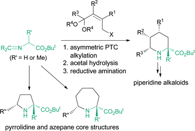 Asymmetric synthesis of cyclic amino acids.