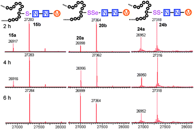 Comparison of linkage type: time course of Endo-A catalysed glycosylation with S-, SeS-, and SS-linked SBL-GlcNAc.