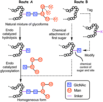 Existing remodeling (A) approach compared with chemoenzymatic (B) strategy, disclosed here, for endoglycosidase-catalysed protein glycosylation.